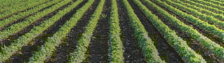 Field crops & vegetables