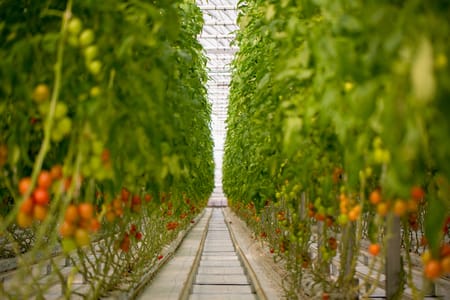 How Fresh is your food?