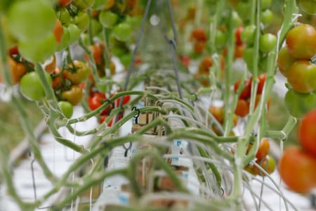 Netafim Brings State-of-the Art Greenhouse Technology to Turkmenistan