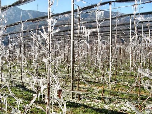 Frost damage- Italy