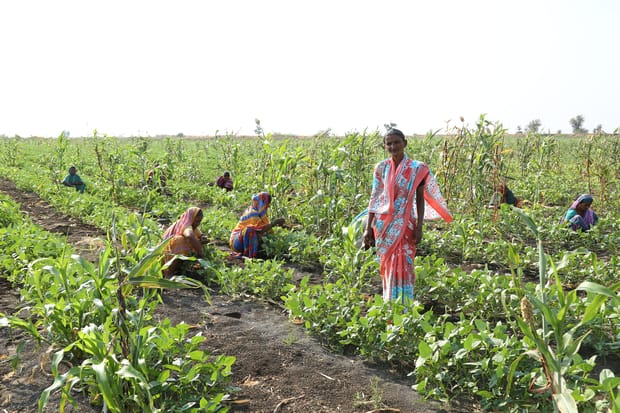 Netafim Chosen to Deploy Four Large Community Irrigation Projects Across India