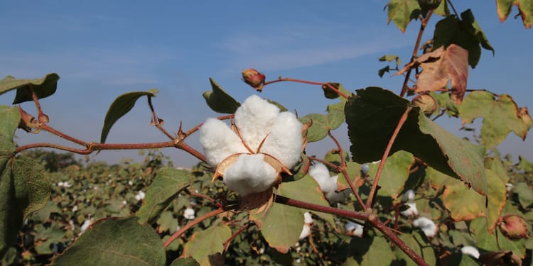 Transforming Agriculture, Revolutionizing a Country’s Industry