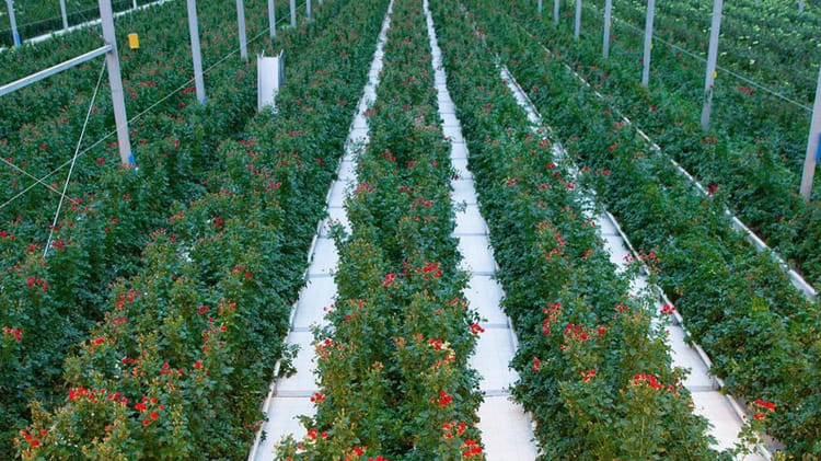 Floriculture Business From the Ground Up