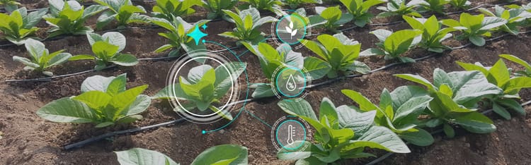 Banner The Fourth Agricultural Revolution: AI’s Role in Feeding the Future