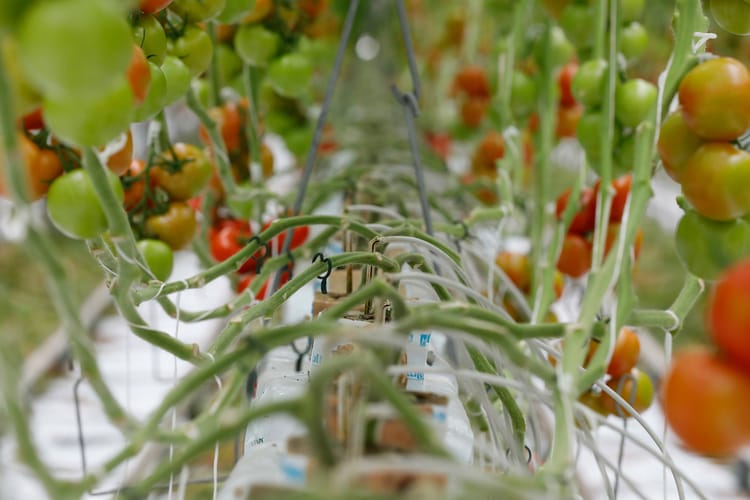 Netafim Brings State-of-the Art Greenhouse Technology to Turkmenistan