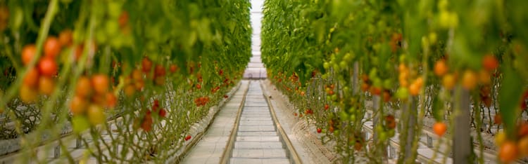 How Fresh is your food?