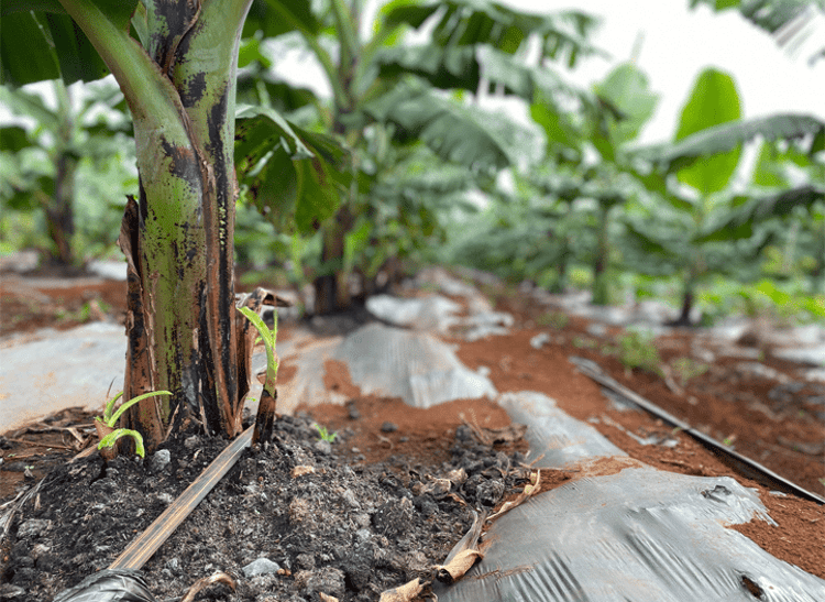 large-banana-field-in-vietnam