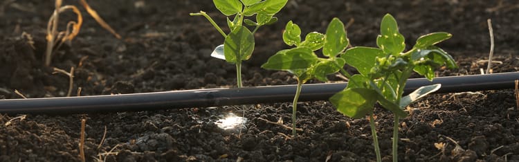 The Future of Farming: Smart Community Irrigation Solutions