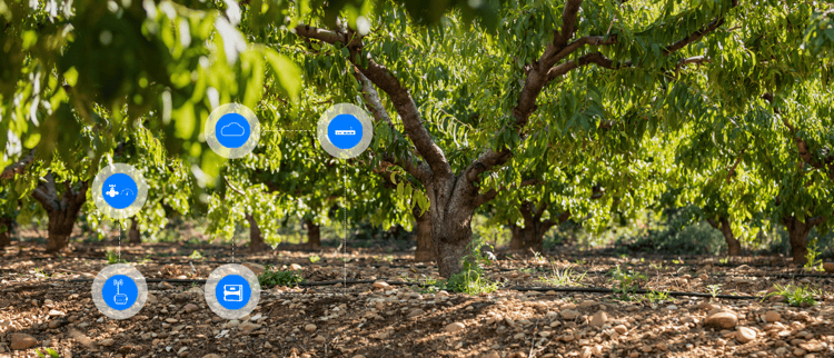 Enrich your orchards with our digital solutions