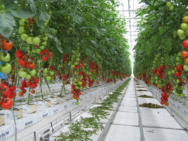 greenhouse irrigation system