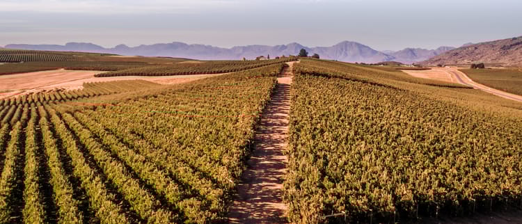 Water-use efficiency powered by precision irrigation