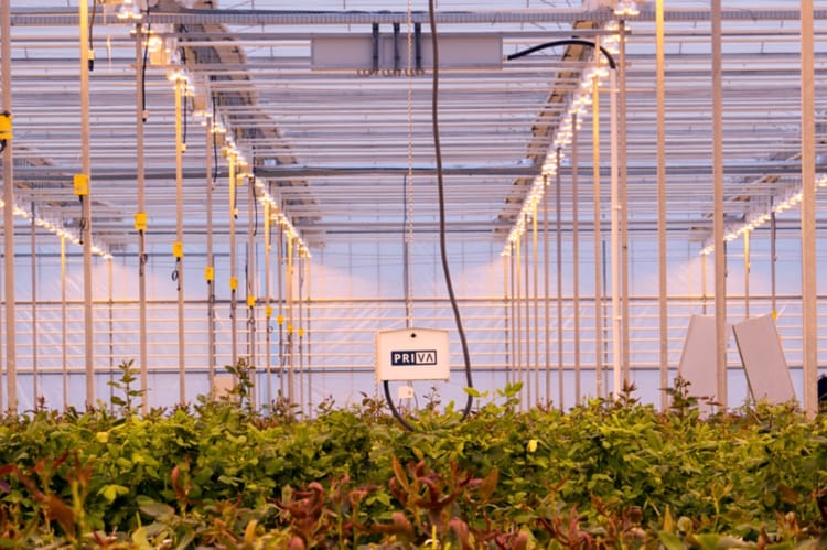 Vermillion greenhouse