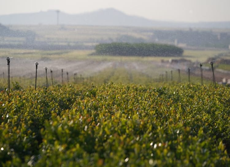 Sprinkler irrigated blueberry field in China