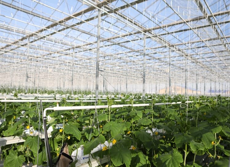 Cucumber greenhouse in Kazakhstan