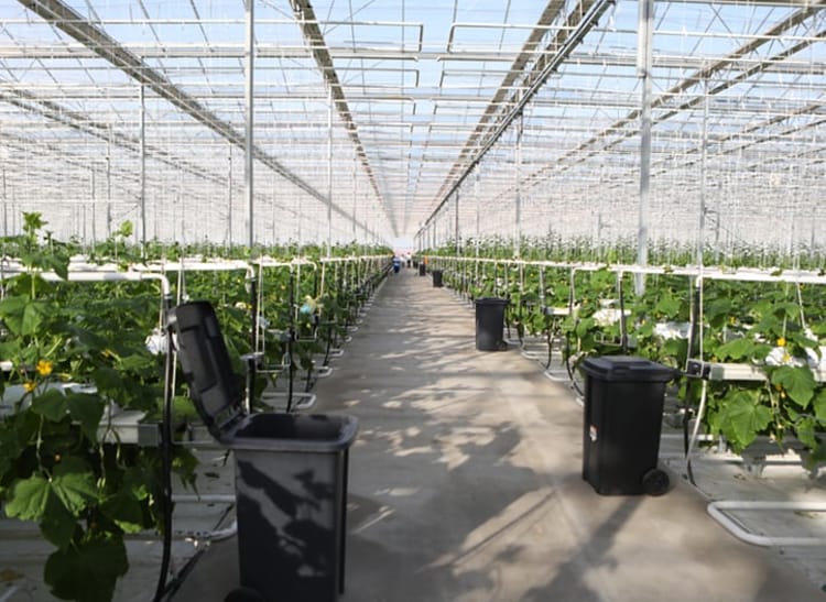 Kazakhstan-cucumbers-and-tomatoes in greenhouse