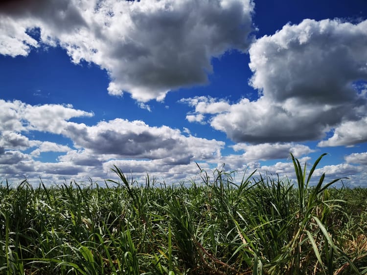 GreenFuel Sugarcane 3