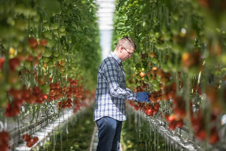 Croatia Agrokor, tomato greenhouse, farmer stills footage 1