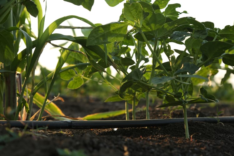 Drip irrigated crop