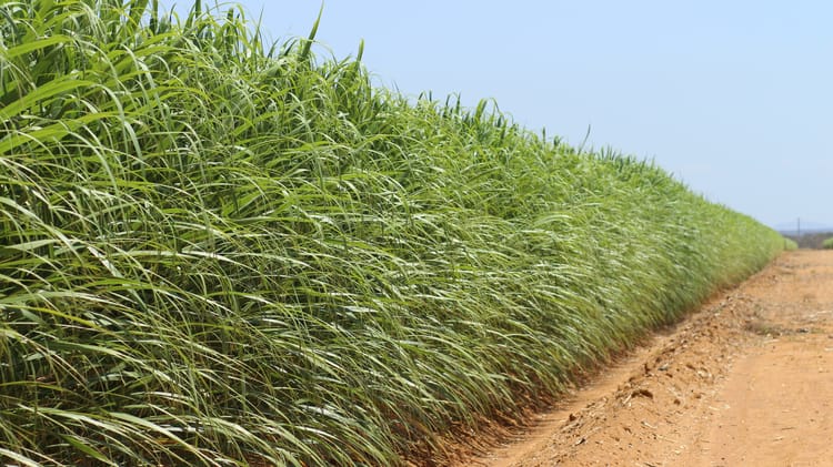 sugarcane_agrovale_brazil