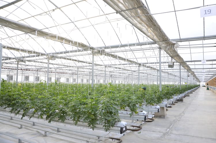 Turkmenistan_GH Tomatoes-blog1
