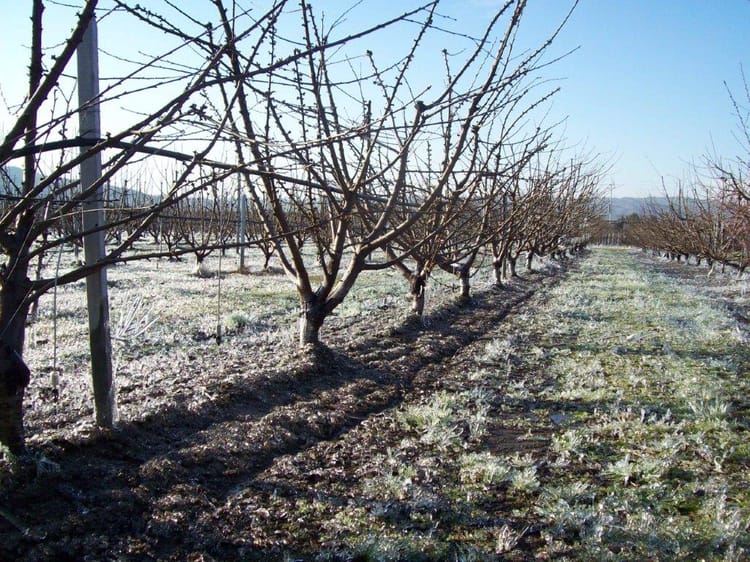 frost damage in italy