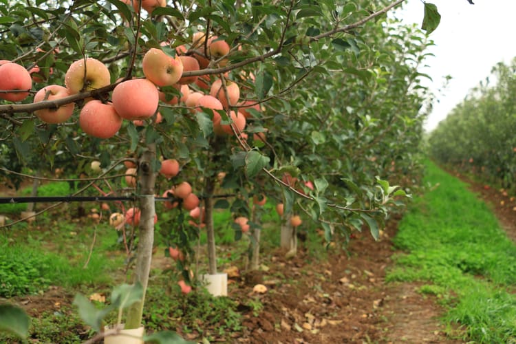 China Haisheng apple project pictures 04