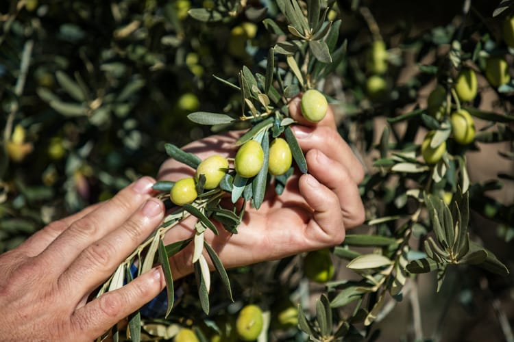 Olives 25