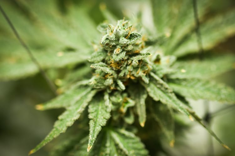 Netbow Medical Cannabis