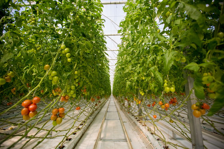 Azerbaijan Netafim Greenhouse Projects Image 03