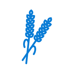 Drip Irrigation and Fertigation Protocol for Rice