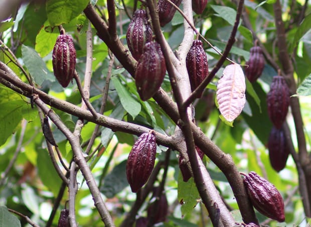 Managing plant nutrients in tropical climates